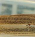 The African lungfish (<i>Protopterus annectens</i>) displays primitive walking behaviors in controlled conditions. The African lungfish (<i>Protopterus annectens</i>) displays primitive walking behaviors in controlled conditions.