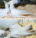 Long feathers adorn the feet of the Pomeranian pouter pigeon, top, and the ice pigeon, bottom. Even though both breeds share this trait, they are only distantly related, illustrating a new University of Utah study that found visible traits don't always reflect underlying genetics.