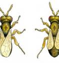 Two Nasonia wasps, <I>N. giraulti</I> (left) and <I>N. vitripennis</I> (right), have significantly different wing sizes. Two Nasonia wasps, <I>N. giraulti</I> (left) and <I>N. vitripennis</I> (right), have significantly different wing sizes.