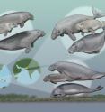 Sirenians, or seacows, are a group of marine mammals that include manatees and dugongs; Today, only one species of seacow is found in each world region. Smithsonian scientists have discovered that this was not always the case. According to the fossil record of these marine mammals, it was more common to find three or more different species of seacows living together at one time. This suggests that the environment and food sources for ancient seacows were also different than today.