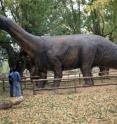 <I>Aragosaurus</I> is the oldest of its kind and could even be a common ancestor. <I>Aragosaurus</I> is the oldest of its kind and could even be a common ancestor.