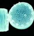 This is a side and overhead view of the microscopic marine diatom <I>Thalassiosira pseudonana</I>. PNNL scientists used this species to develop a fluorescent biosensor that changes its glow in the presence of the sugar ribose.