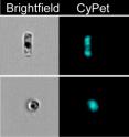 PNNL researchers genetically engineered this microscopic marine diatom to become a biosensor for the sugar ribose. From left to right: The engineered diatom without fluorescence; the same diatom exhibiting blue fluorescence; and, when no ribose is present, the diatom generates a bright yellow fluorescence via fluorescence resonance energy transfer. Amnis Corp. of Seattle, Wash., used its ImageStream imaging flow cytometer to take these images.