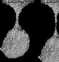 In this image, lighted from the front, water containing zirconium dioxide particles measuring 850 microns in diameter detaches from a nozzle. The suspension neck maintains a symmetric profile until the neck gradually narrows to a width of only one particle, when the liquid surrounding the particles ruptures.