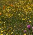 Native wildflowers still dominate this prairie-like California serpentine grassland. Native wildflowers still dominate this prairie-like California serpentine grassland.