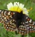 Serpentine grasslands are home to the endangered Bay Checkerspot butterfly. Serpentine grasslands are home to the endangered Bay Checkerspot butterfly.