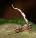 A parasite that fights the zombie-ant fungus has yielded some of its secrets to an international research team led by David Hughes of Penn State University. The research reveals, for the first time, how an entire ant colony is able to survive infestations by the zombie-ant fungus, which invades an ant's brain and causes it to march to its death at a mass grave near the ant colony, where the fungus spores erupt out of the ant's head. This photo shows a zombie ant with a mature, healthy fruiting body growing from the ant's neck. Some damage due to a chewing insect is visible, as is a spider making a home beneath the ant.