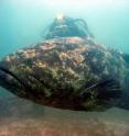 The critically endangered Atlantic goliath grouper, <i>Epinephelus itajara</i>, is from the subtropical and tropical Atlantic. The critically endangered Atlantic goliath grouper, <i>Epinephelus itajara</i>, is from the subtropical and tropical Atlantic.