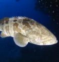 The orange-spotted grouper, <i>Epinephelus coioides</i>, from the Indo-Pacific is categorized as Near Threatened. The orange-spotted grouper, <i>Epinephelus coioides</i>, from the Indo-Pacific is categorized as Near Threatened.
