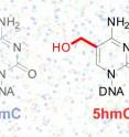 This image shows the differences in chemical structure of the
5-methylcytosine (5mC) base (left) from the 5-hydroxymethylcytosine
(5hmC) base in DNA against a background of DNA sequencing imagery.
Researchers at the University of Chicago, the Ludwig Institute for Cancer
Research at the University of California, San Diego, and Emory University
Have presented the first genomic map of 5hmC at single-base resolution. DNA
5hmC modification plays key roles in processes fundamental to life. This image shows the differences in chemical structure of the
5-methylcytosine (5mC) base (left) from the 5-hydroxymethylcytosine
(5hmC) base in DNA against a background of DNA sequencing imagery.
Researchers at the University of Chicago, the Ludwig Institute for Cancer
Research at the University of California, San Diego, and Emory University
Have presented the first genomic map of 5hmC at single-base resolution. DNA
5hmC modification plays key roles in processes fundamental to life.