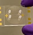 This microfluidic chip invented at UC Davis uses DNA, coated on the gold spots, to test for gamma interferon -- a test for latent TB infection. The test promises to be cheaper and faster than existing tests.