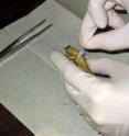 The frog being swabbed is a Golden Toad (<I>Cranopsis periglenes</I>) of Monteverde, Costa Rica. The species is extinct as a result of a lethal Bd infection.