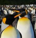 These are <i>Aptenodytes patagonicus</i> from the subantarctic Crozet Archipelago.