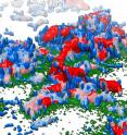 This is a 3-D reconstruction of the bacterial biofilm made by cholera bacteria. Bacterial cells (blue) attach to surfaces with a glue-like protein (green) and cement themselves together with another protein (gray). The bacterial clusters then cover themselves with a protective shell (red) made of proteins and sugar molecules.