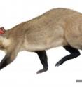 This is a reconstruction of <i>Mesoprocta hypsodus</i>, an extinct, 13-million-year-old Bolivian relative of the new dasyproctid rodent <i>Andemys termasi</i> from Chile.