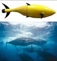 The tuna has a natural body framework ideal for unmanned underwater vehicles (UUVs), solving some of the propulsion and maneuverability problems that plague conventional UUVs. BIOSwimmer™ is a UUV inspired by the tuna and designed for high maneuverability in harsh environments, with a flexible aft section and appropriately placed sets of pectoral and other fins. The tuna has a natural body framework ideal for unmanned underwater vehicles (UUVs), solving some of the propulsion and maneuverability problems that plague conventional UUVs. BIOSwimmer™ is a UUV inspired by the tuna and designed for high maneuverability in harsh environments, with a flexible aft section and appropriately placed sets of pectoral and other fins.