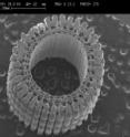 Left: This is a cross-section of the spine showing its hollow center and porous wall architecture (scale bar = 1.0 millimeter). Right: This is the outer surface of the spine. Barbs point toward the spine's tip (scale bar = 200 micro meters). Left: This is a cross-section of the spine showing its hollow center and porous wall architecture (scale bar = 1.0 millimeter). Right: This is the outer surface of the spine. Barbs point toward the spine's tip (scale bar = 200 micro meters).