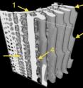 This is a MicroCT reconstruction of a portion of the spine showing details of its internal anatomy: 1 - inner wall, 2 - wedge, 3 - barb, 4 - bridge, 5 - porous zone. This is a MicroCT reconstruction of a portion of the spine showing details of its internal anatomy: 1 - inner wall, 2 - wedge, 3 - barb, 4 - bridge, 5 - porous zone.