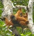 Sumatran orangutans have undergone a substantial recent population decline, according to a new genetic study published in <i>Journal of Heredity</i>, but the same research revealed the existence of critical corridors for dispersal migrations that, if protected, can help maintain genetic diversity and aid in the species’ conservation.