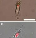 <i>T.rex</i> (B), <i>B. canadensis</i> (E) and ostrich osteocytes (H) showing positive response to propidium iodide, a DNA intercalating dye. <i>T.rex</i> (B), <i>B. canadensis</i> (E) and ostrich osteocytes (H) showing positive response to propidium iodide, a DNA intercalating dye.