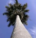 This shows <i>Sabal causiarum</i>, native to Puerto Rico, planted in 1932 at the Montgomery Botanical Center, Coral Gables Florida and in the prime of its long life (estimated height, 20 m).