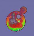 This is an X-ray micrograph of a yeast cell, <I>Saccharomyces cerevisiae</I>, as it buds before dividing. This is an X-ray micrograph of a yeast cell, <I>Saccharomyces cerevisiae</I>, as it buds before dividing.