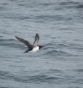 This thick-billed murre is part of a Bering Sea study published in <i>PLOS ONE</i> looking at the importance of prey "patchiness." This thick-billed murre is part of a Bering Sea study published in <i>PLOS ONE</i> looking at the importance of prey "patchiness."