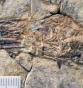 Photograph of <i>Sulcavis geeorum</i> skull, a fossil bird from the Early Cretaceous (120 million-years-ago) of Liaoning Province, China with scale bar in millimeters.