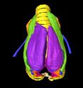 High-field magnetic resonance imaging and micro-computed tomography have been used to construct stunning high resolution, 3D, images, as well as a data set "morphome" of the zebra finch (<i>Taeniopygia guttata</i>) vocal organ, the syrinx.
