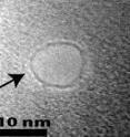 When a DNA strand is captured and pulled through a nanopore, it's much more likely to start the journey at one of its ends (top left) rather than being grabbed somewhere in the middle and pulled through in a folded configuration.