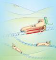 The bacterial enzyme Cas9 is the engine of RNA-programmed genome engineering in human cells.