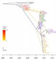 This is a graph produced by the TreeMix software showing human population splits and migration events.