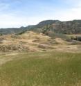 Native plants on a California reserve (in bloom on mounds in background) are found in marginal, patchy habitats following invasion by exotic grasses (in green in foreground). Ecologists at the University of Toronto and ETH Zurich have found that, given time, invading exotic plants will likely eliminate native plants growing in the wild despite recent reports to the contrary.