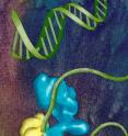 Berkeley researchers found that the "rearranged" state of the lobe A (yellow) section of the horseshoe-like TFIID transcription factor enables TFIID to bind with DNA (green) and start the process by which DNA is copied into RNA. Berkeley researchers found that the "rearranged" state of the lobe A (yellow) section of the horseshoe-like TFIID transcription factor enables TFIID to bind with DNA (green) and start the process by which DNA is copied into RNA.