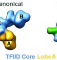 The TFIID transcription factor protein co-exists in two states: Canonical, in which the lobe A is connected to the lobe C; and rearranged, in which the lobe A is connected to the lobe B. Only in the rearranged state does TFIID bind to DNA. The TFIID transcription factor protein co-exists in two states: Canonical, in which the lobe A is connected to the lobe C; and rearranged, in which the lobe A is connected to the lobe B. Only in the rearranged state does TFIID bind to DNA.
