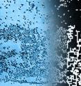 As they aggregated at the edges of a drying drop of water, slightly stretched particles (left) exhibited a Kardar-Parisi-Zhang interfacial growth process, which is common in simulations (right) but rare in nature.