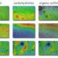 Fourier-transform spectromicroscopy imaging of three samples of archaea-dominated biofilms from the Muehlbacher Schwefelquelle, using the Berkeley Synchrotron Infrared Structural Biology facility’s bright infrared beams, differentiates between archaea and bacteria by their lipid and carbohydrate signatures and shows that organic sulfates and carbonated minerals are located with the bacteria.