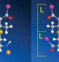 One enzyme shapes the components of a bacterial protein into rings with right-handed (D) and left-handed (L) stereochemistries.