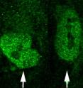 Arrows point to cell nuclei in human embryonic stem cells in which a fibroblast growth factor receptor protein, (FGFR1), targets diverse genes implicated in schizophrenia.