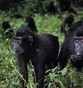 Juvenile Sulawesi black macaques (<i>Macaca nigra</i>) are shown foraging in the Tangkoko Nature Reserve.