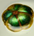 The so-called “bastard hogberry,” shown here floating in water (which changes its apparent color), has inspired a new type of photonic fiber.