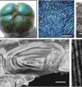 Zooming in on the structure of the hogberry fruit, multiple scales of repeating architecture become clear.