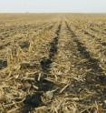 No-till is often better than conventional tillage at building or retaining more of the organic matter in the soil, which is important to crop productivity, but no-till is not necessarily sequestering atmospheric carbon.