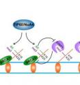This is a model showing that TIP60/NuA4-dependent acetylation limits 53BP1 binding to histone H4 when present on the same histone H4 tail with the mark H4K20Me2, a recognition mark for 53BP1. A TIP60 deficiency would result in reduced H4 acetylation, and increased 53BP1 binding, thus blocking BRCA1 function at DNA double-strand breaks.
