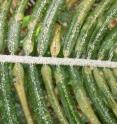 Tiny cycad aulacaspis scale insects feed on leaf surfaces of Guam’s endemic cycad plant.