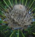 The numerous tan-colored plant hairs produced by this cycad plant protect the cycad aulacaspis scale insect from being eaten by a beetle predator.
