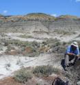 Team leader Paul Renne collecting a volcanic ash sample from a coal bed within a few centimeters of the dinosaur extinction horizon. Team leader Paul Renne collecting a volcanic ash sample from a coal bed within a few centimeters of the dinosaur extinction horizon.