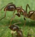 This image shows an Argentine ant.