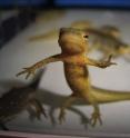 Scientists have identified protein families expressed during tissue regeneration in newts, providing the groundwork for research into whether particular sets of genes are used for the purpose. The transcriptome -- the map of all RNA molecules -- of the newt is published this week in BioMed Central’s open access journal <i>Genome Biology</i>.