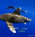 Once considered one of the most abundant apex predators on Earth, overfishing has caused huge declines in oceanic whitetip sharks, and they are listed by the International Union for Conservation of Nature as “Critically Endangered” in the Northwest and Central Atlantic and “Vulnerable” globally. Once considered one of the most abundant apex predators on Earth, overfishing has caused huge declines in oceanic whitetip sharks, and they are listed by the International Union for Conservation of Nature as “Critically Endangered” in the Northwest and Central Atlantic and “Vulnerable” globally.